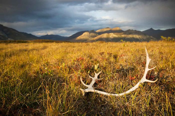 A sun-bleached caribou antler lies in a grassy meadow bathed in golden hour light at Gates of the Arctic National Park.