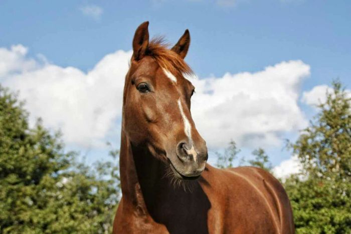 A horse