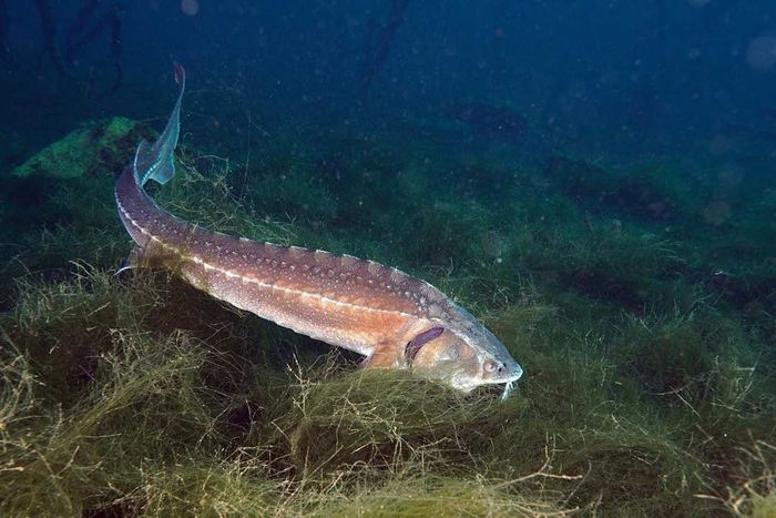A lake sturgeon.