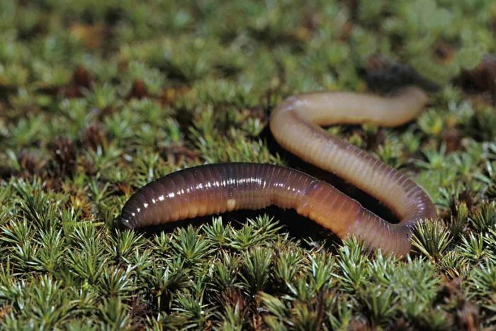 Earthworm on moss