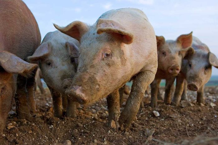 Free-range pigs in Lambourn, UK