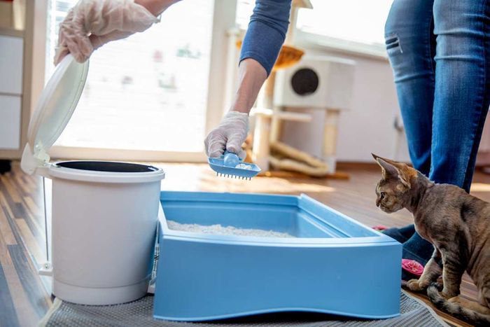 Adult Woman Cleaning a Cat Litter Box at Home
