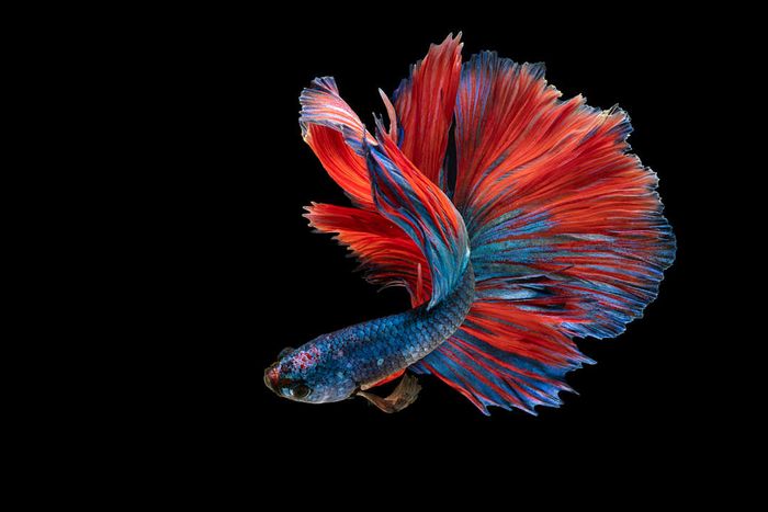 A vibrant blue and red betta fish set against a dark backdrop