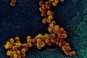 Staphylococcus Bacteria