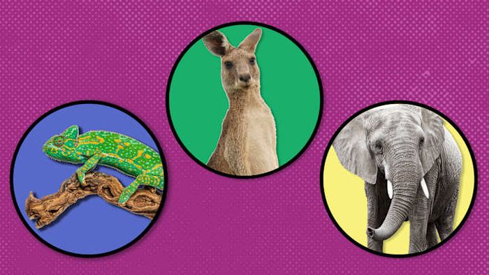 Life On White/Photodisc/Getty Images (chameleon); ross1248/E+/Getty Images (kangaroo); Burazin/The Image Bank/Getty Images (elephant)