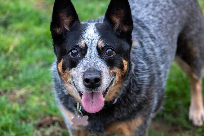An Australian Cattle Dog panting with its tongue out