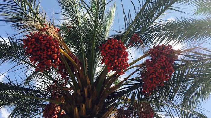A date tree from below