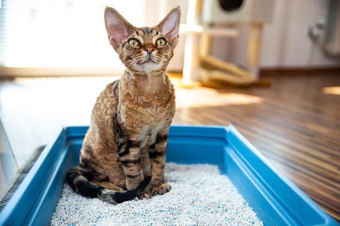 Devon Rex Cat Sitting in a Litter Box in the Living Room