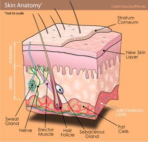 anatomy of the skin