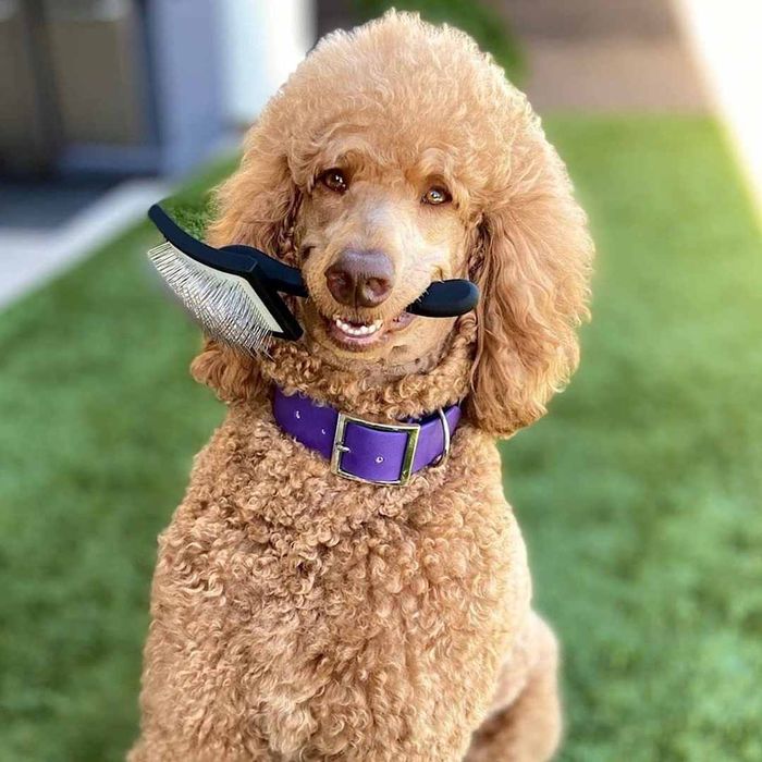A dog holding the Chris Christensen Big K Dog Slicker Brush in its mouth.