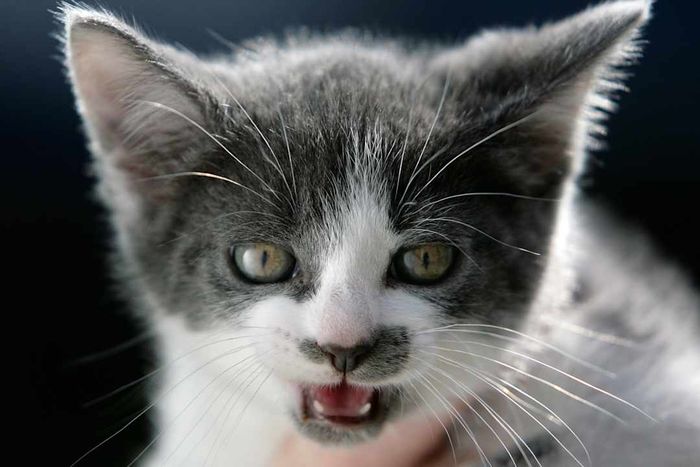 New Regulations for Pet Welfare Set to Take Effect