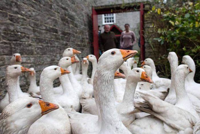 White geese gathered near a stone wall