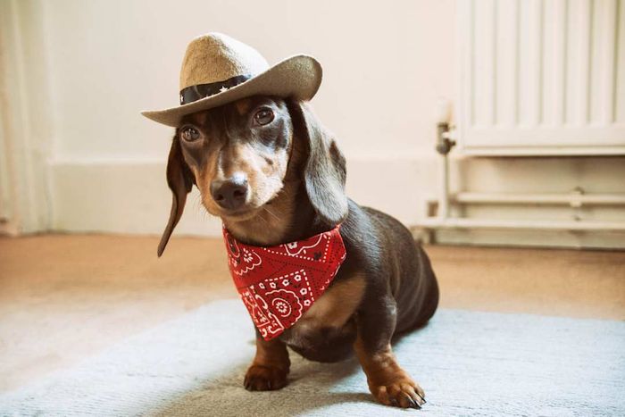 A dachshund sporting a cowboy hat and red bandana