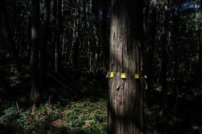Plastic tape serves as a trail marker in the Aokigahara forest.