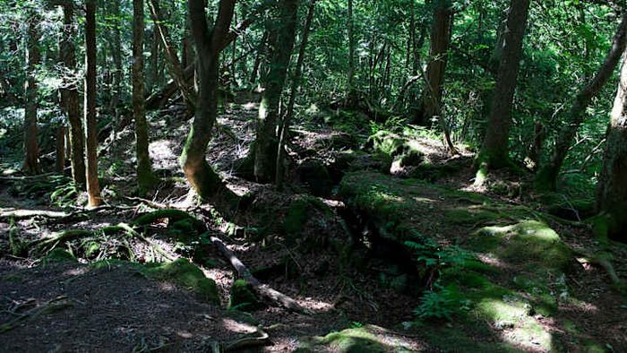 Often referred to as the 'sea of trees,' Aokigahara forest in Japan is shrouded in a dark and somber past.
