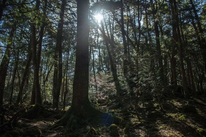 Faint sunlight filters through the thick canopy of the forest.