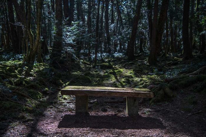 A solitary bench nestled within the thick expanse of Aokigahara forest