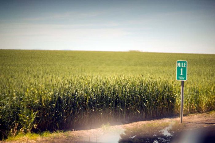 A rural landscape captured through a car window, featuring a mile marker