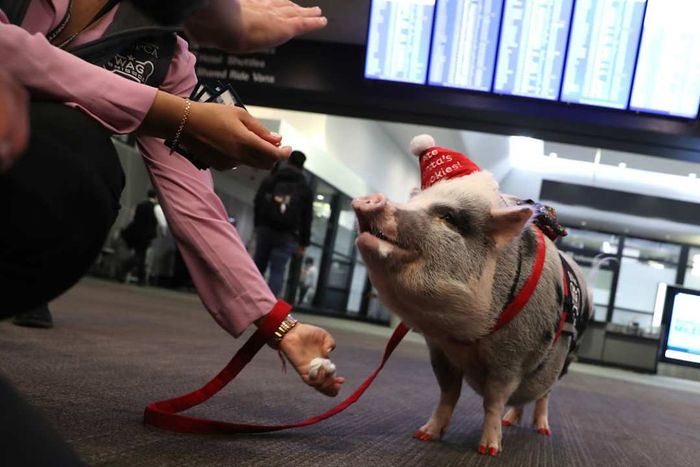 Therapy Pig Helps Alleviate Travel Stress at San Francisco Airport