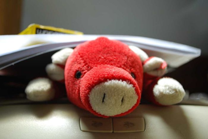 The Snort the Red Bull Beanie Baby.