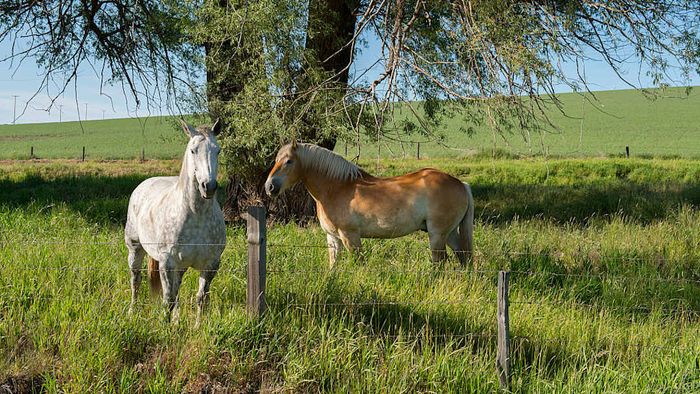 Two horses resting under a tree in a grassy field