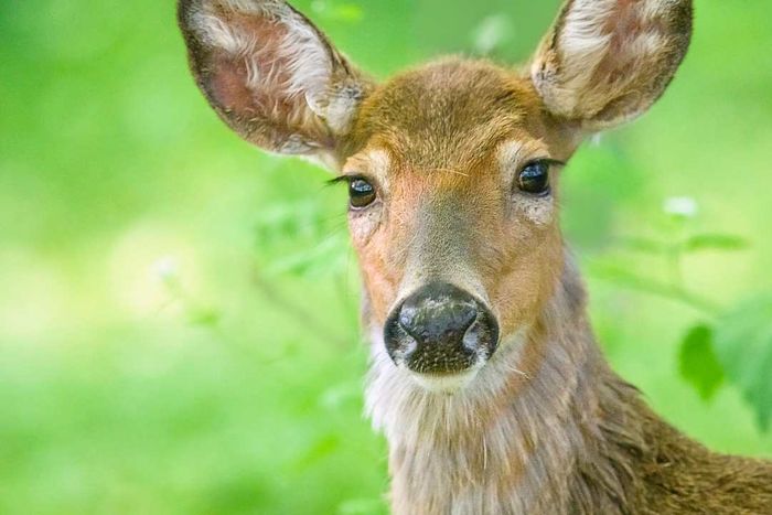 A female deer outside