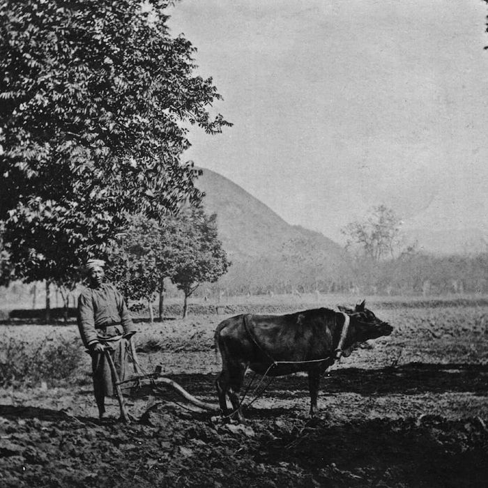A black-and-white photograph of an ox-drawn plow from the early 1900s