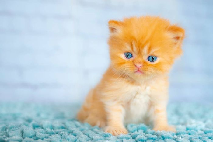 A tiny orange kitten.