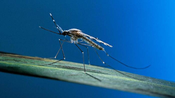 A mosquito resting on a leaf.