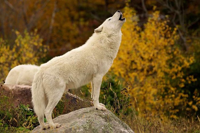 An Arctic white wolf howling