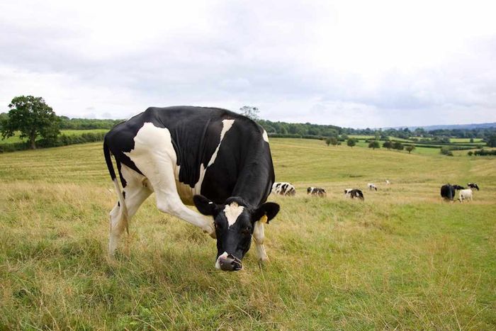 A black and white cow standing in a field