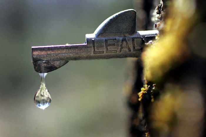 Sap dripping from a tap in a maple tree.