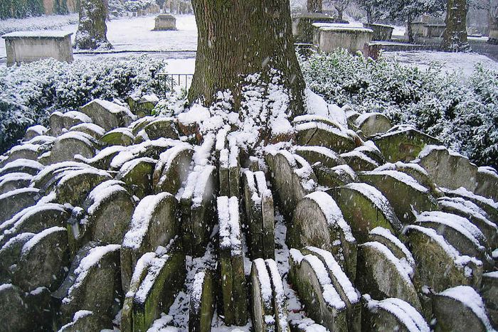 A snowy scene of circular headstone arrangements surrounding a tree.