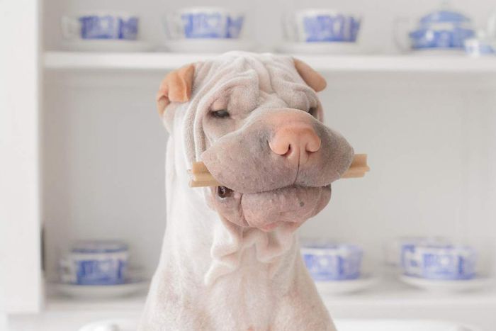 A Shar Pei dog holding a treat in its mouth