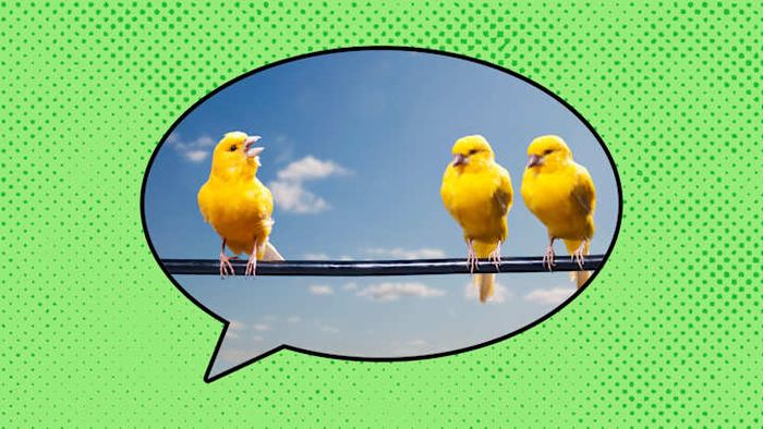 Instead of referring to her as a singer, label her a canary.