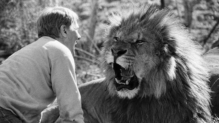 The production of these films was so perilous that even the directors sustained injuries during the process.