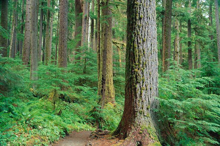 Douglas firs
