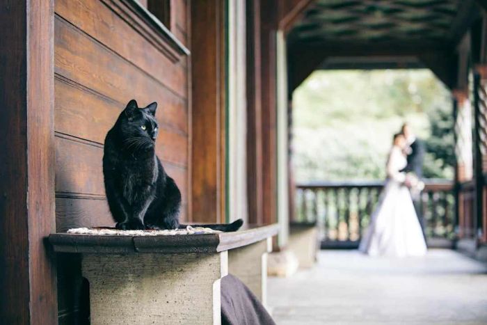 Image of a black cat with a bride and groom in the background