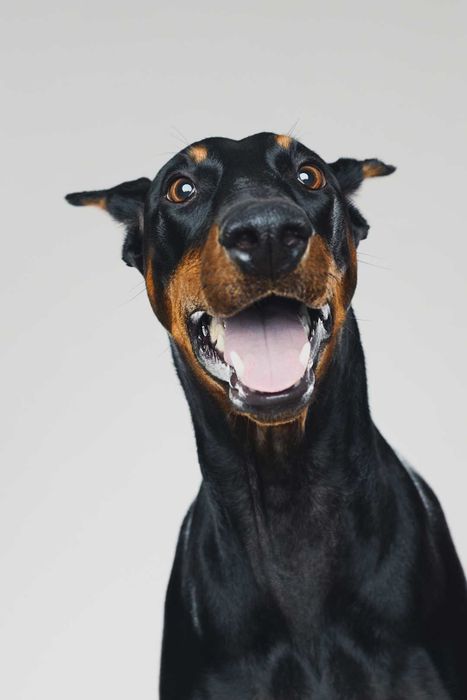 a goofy, wide-eyed Doberman with its mouth open