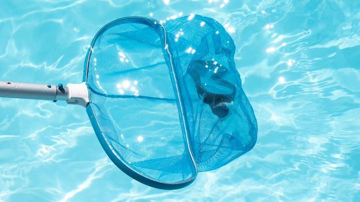 pool skimmer retrieving goggles from a pool