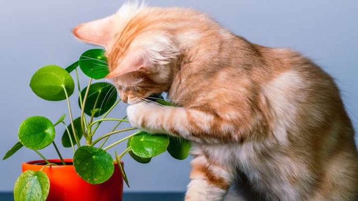 Ensure your new plant is pet-friendly before introducing it to your home.