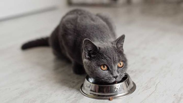 What’s the ideal wet food for your cat? Discover expert recommendations here.