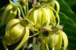 Cananga odorata, commonly known as ylang-ylang