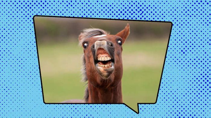 Horse idioms are incredibly entertaining!
