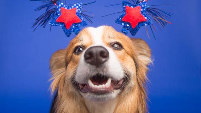 There are several ways to make the Fourth of July more manageable for your dog.