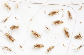 Head lice go through various developmental stages, from eggs to adult lice, on a white background.