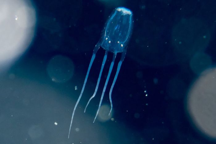 Box jellyfish