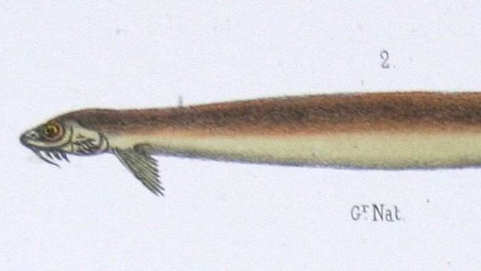 Candirú, also known as the Toothpick Fish