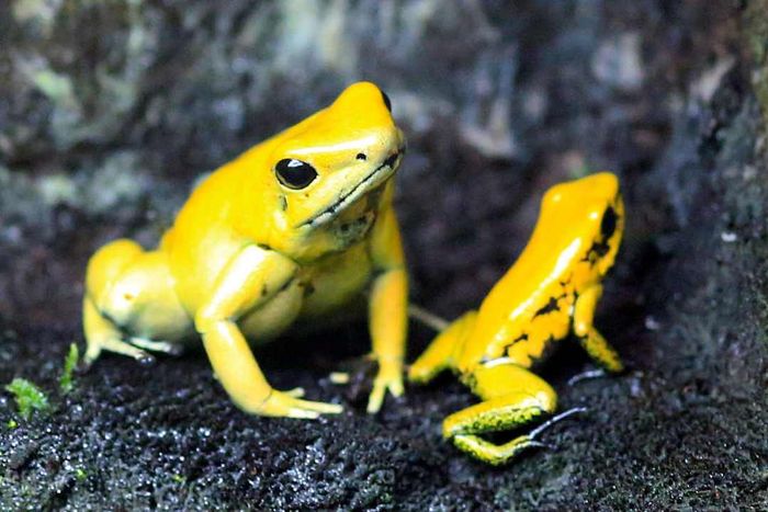 Golden poison dart frogs