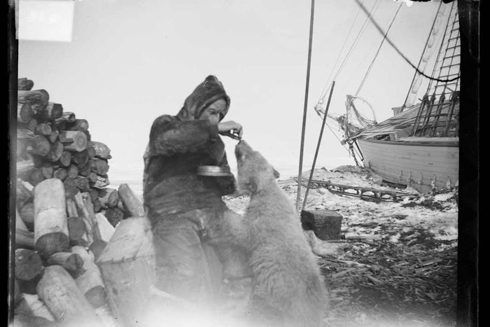 Roald Amundsen feeding a polar bear in 1920